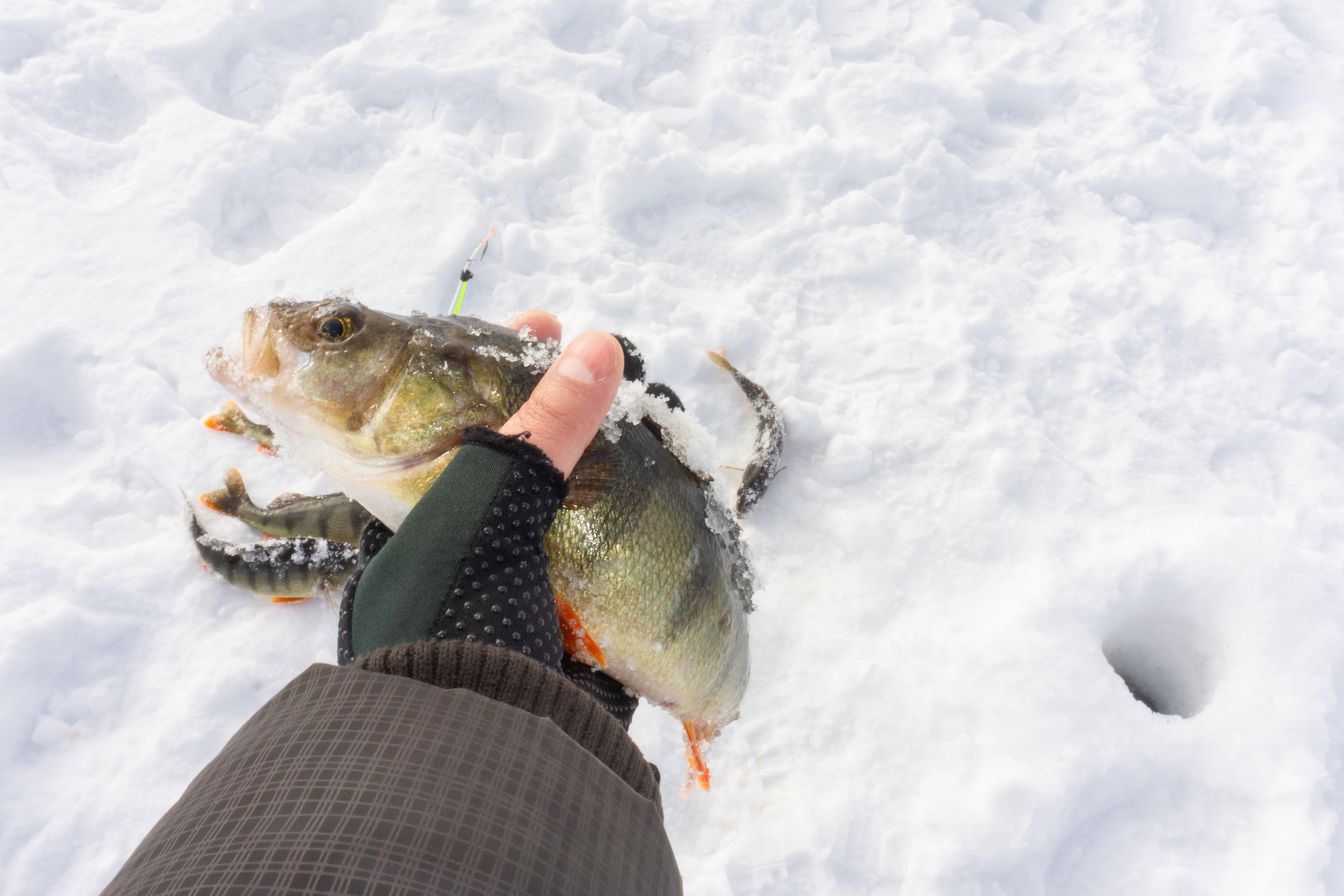 Releasing a fish