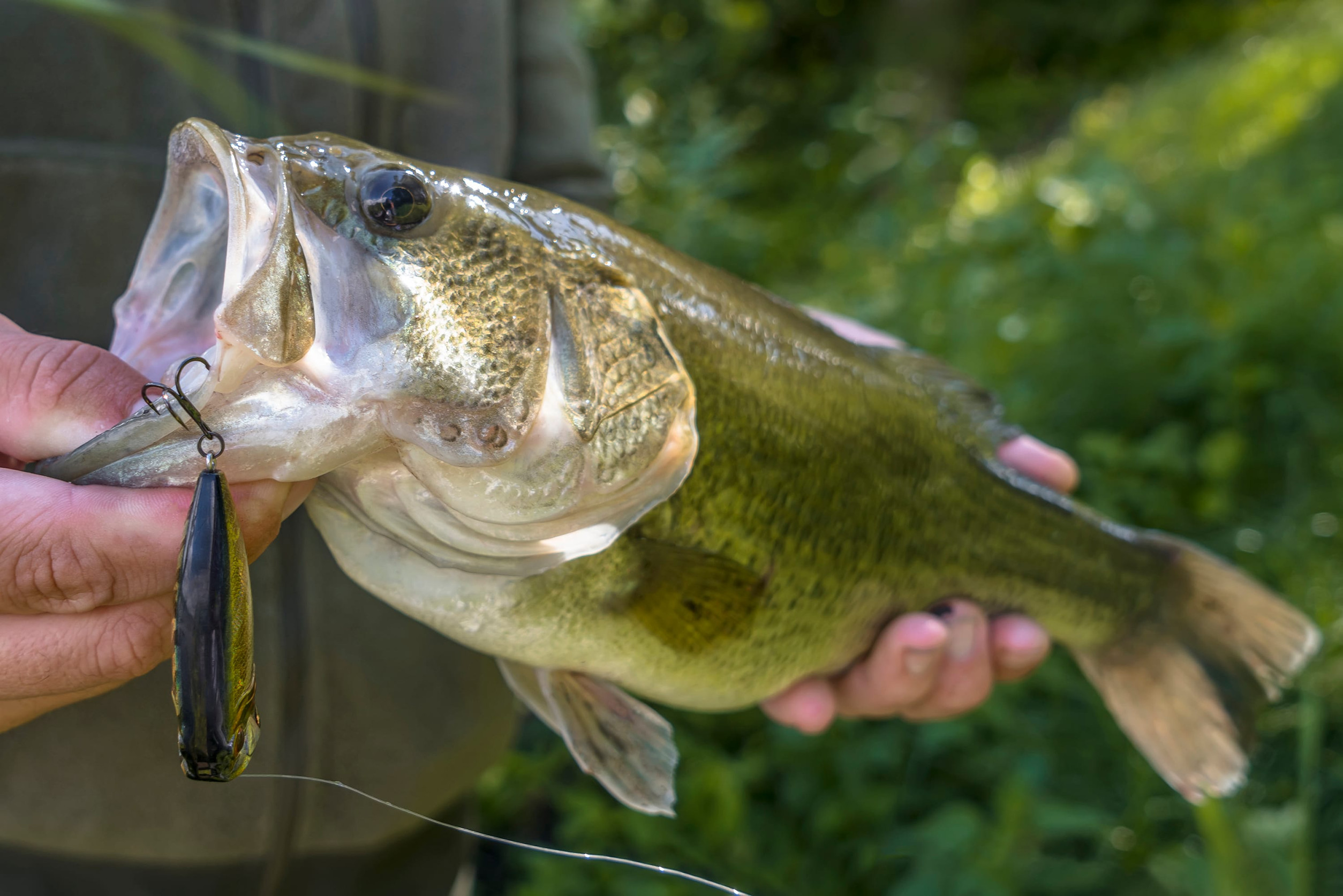 Largemouth bass held by a fisherman with a lure hooked in its mouth, close-up shot