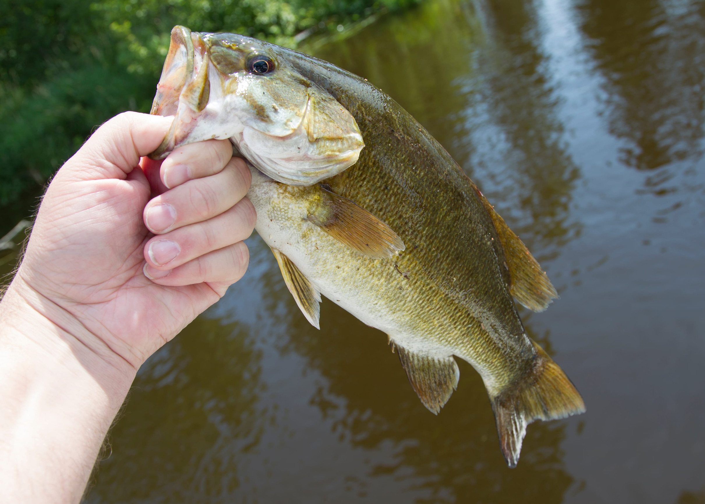 Hand gripping the mouth of a largemouth bass being held up over a river or lake.