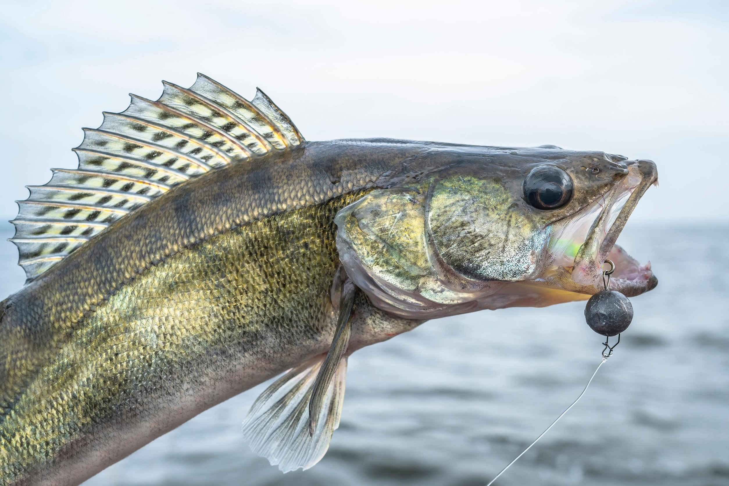 Close-up of a large fish held by a hand, showing its spiny dorsal fin and a fishing lure hooked in its mouth over a blurred water background.