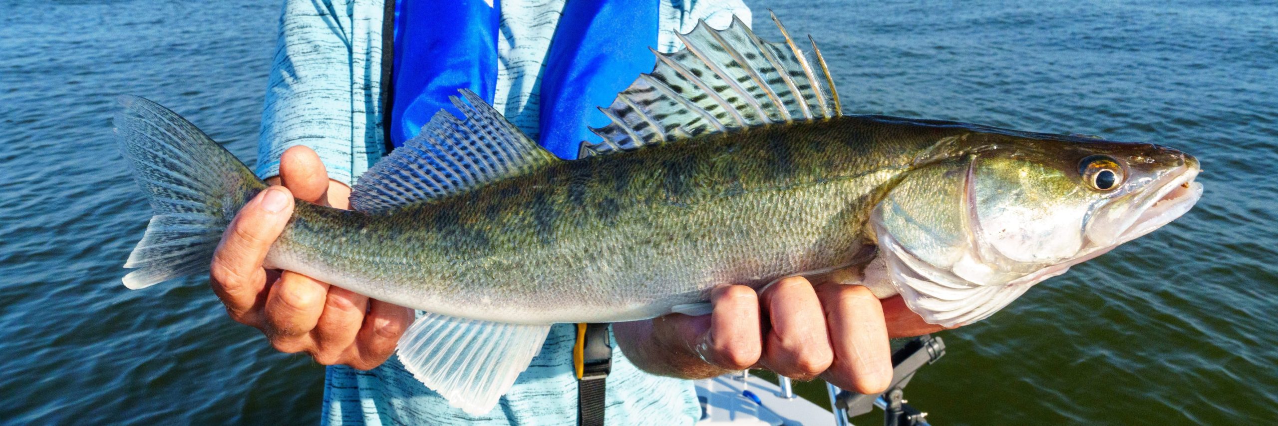 Man holding a large walleye fish on a boat with blue water in the background, scales shimmering in sunlight
